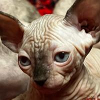 Sphynx