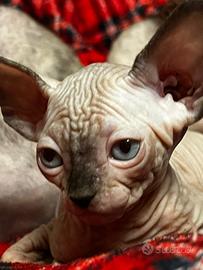 Sphynx