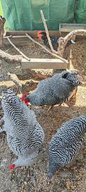 Gallo amrock