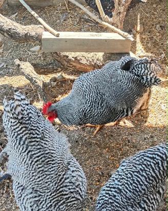 Gallo amrock