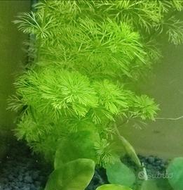 Piante Acquario e Laghetto
