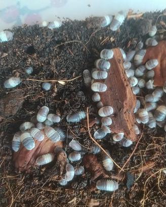 Isopodi Cubaris Panda King