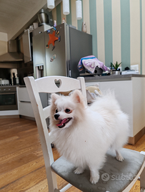 Volpino di Pomerania per monta, accoppiamento