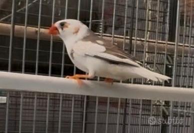 Canarini, diamantini e cardinalini del Venezuela