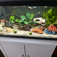 acquario 100 litri con motore esterno