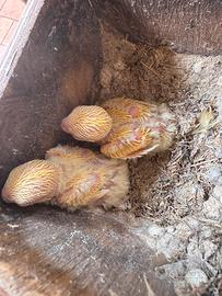 Pullo inseparabile pappagallino