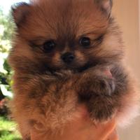 Cuccioli di pomerania con pedigree Enci