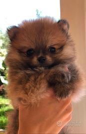 Cuccioli di pomerania con pedigree Enci