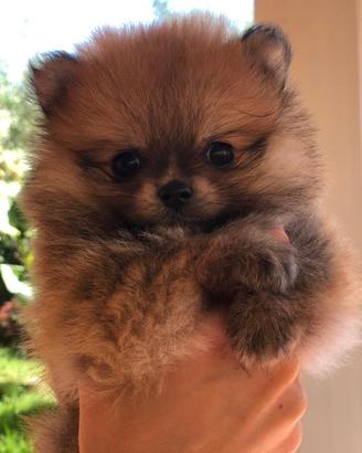 Cuccioli di pomerania con pedigree Enci