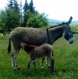 Asina adulta di razza Amiata domata