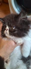 Gatti persiani