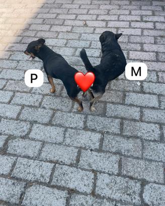 Pincher