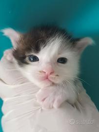Cuccioli MAINE COON TOP da Campione del mondo