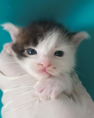 Cuccioli MAINE COON TOP da Campione del mondo
