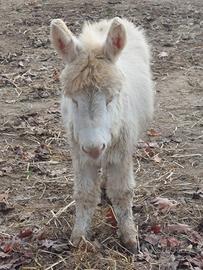 Vendita asini Asinara