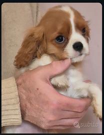 Cucciolo maschio di Cavalier king