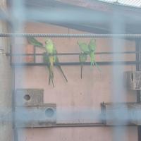Pappagalli parrocchetti dal collare