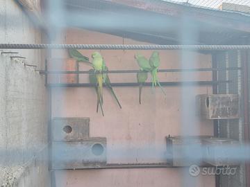 Pappagalli parrocchetti dal collare