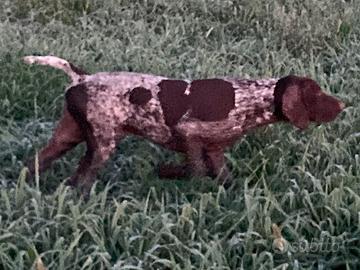 Cucciolo Kurzhaar