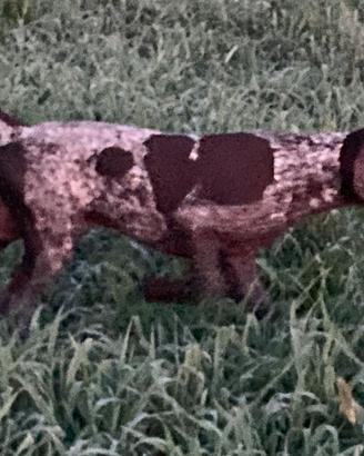 Cucciolo Kurzhaar