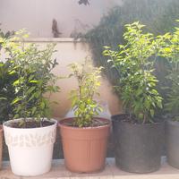 piante  peperoncino 