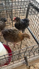 Galline galli
