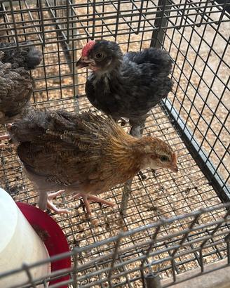 Galline galli