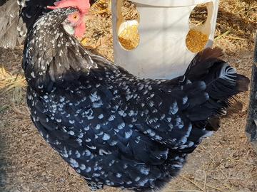 Galline Ornamentali. ANCONA