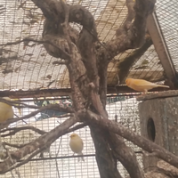 Canarini gialli e uno rosso