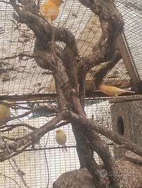 Canarini gialli e uno rosso