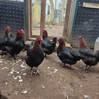 Galline marans giovani
