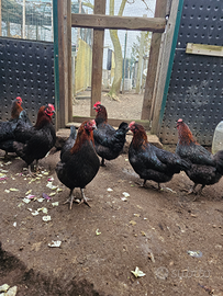 Galline marans giovani