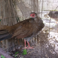 Fagiano ornamentale femmina