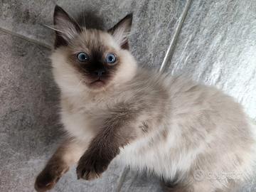 Gatti ragdoll