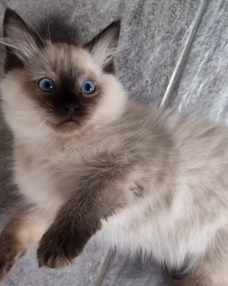 Gatti ragdoll