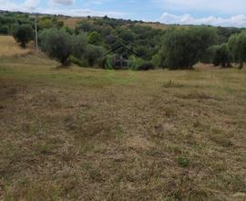 Terreno Agricolo - Cupra Marittima