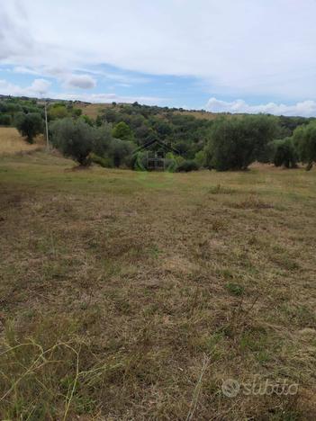 Terreno Agricolo - Cupra Marittima