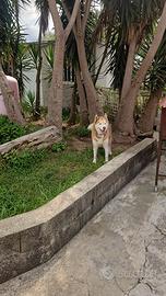 Cane da monta