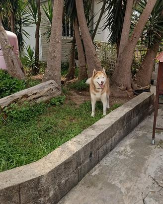 Cane da monta