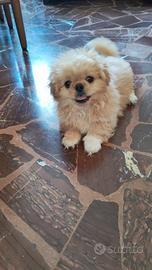 Cucciolo Pichinese