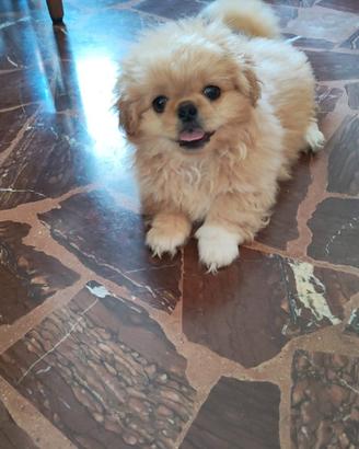 Cucciolo Pichinese