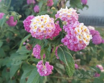 Lantana