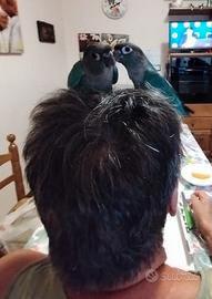 pyrrhura molinae blu allevati a mano