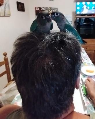 pyrrhura molinae blu allevati a mano