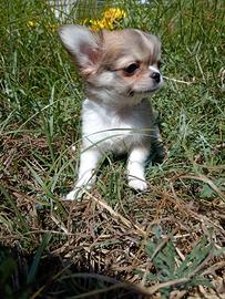 Chihuahua femmina