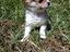 Immagine 1