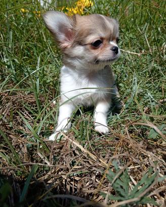 Chihuahua femmina