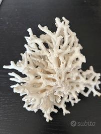 Corallo marino bianco