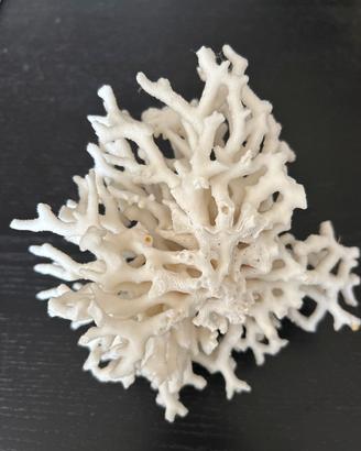 Corallo marino bianco