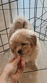 Barboncino Toy / Spitz di Pomerania nano 